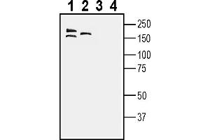 Western blot analysis of rat brain lysates (lanes 1 and 3) and mouse brain lysates (lanes 2 and 4):1-2.