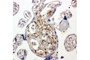 Anti-BAG5 antibody, IHC(P) IHC(P): Human Placenta Tissue (BAG5 Antikörper  (C-Term))