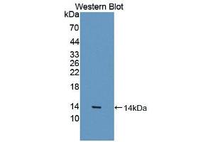 Western blot analysis of the recombinant protein. (MSTN Antikörper  (AA 267-376))