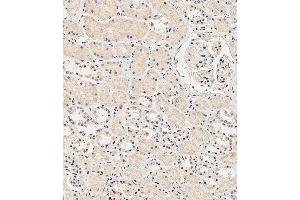 Immunohistochemical analysis of paraffin-embedded Human kidney tissue using A performed on the Leica® BOND RXm. (Insulin Receptor Antikörper  (N-Term))