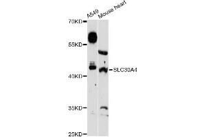 Western blot analysis of extracts of various cell lines, using SLC30A4 Antibody (ABIN6292455) at 1:3000 dilution.