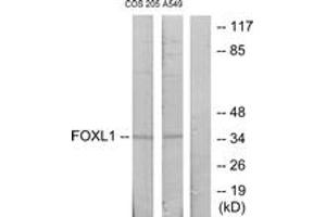 Western blot analysis of extracts from COS7/A549 cells, using FOXL1 Antibody. (FOXL1 Antikörper  (AA 121-170))