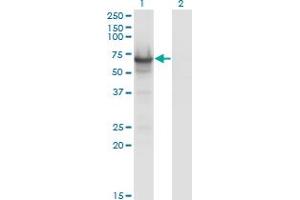Western Blot analysis of CDC14A expression in transfected 293T cell line by CDC14A monoclonal antibody (M01), clone 2C12. (CDC14A Antikörper  (AA 431-530))