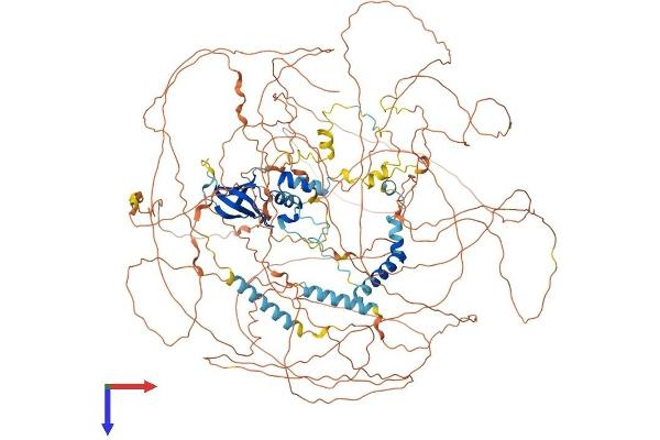 Ataxin 2 Protein (ATXN2) (AA 1-1313) (His tag)