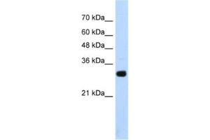 Western Blotting (WB) image for anti-SRY (Sex Determining Region Y)-Box 15 (SOX15) antibody (ABIN2461807) (SOX15 Antikörper)