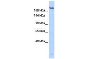 Image no. 1 for anti-Lysine (K)-Specific Demethylase 6B (Kdm6b) (N-Term) antibody (ABIN6740650) (Kdm6b Antikörper  (N-Term))