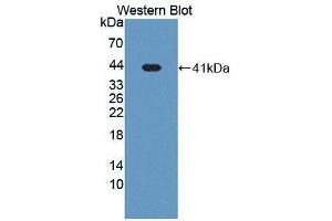 Western blot analysis of recombinant Mouse IRF8. (IRF8 Antikörper  (AA 1-327))