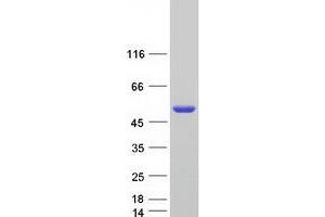 Western Blotting (WB) image for Polymerase (DNA Directed), delta 2, Accessory Subunit (POLD2) (Transcript Variant 1) protein (Myc-DYKDDDDK Tag) (ABIN2729301)