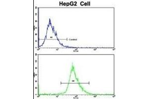 Flow cytometric analysis of HepG2 cells using RPS15 Antibody (N-term)(bottom histogram) compared to a negative control cell (top histogram).