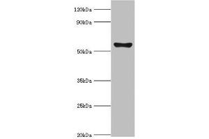 CYP2F1 anticorps  (AA 100-290)