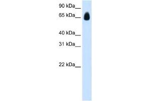 Western Blot showing TRIM32 antibody used at a concentration of 1. (TRIM32 Antikörper  (C-Term))