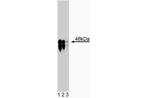 Western blot analysis of IKKgamma on rat kidney lysate.