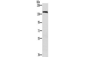 Gel: 6 % SDS-PAGE, Lysate: 40 μg, Lane: A172 cells, Primary antibody: ABIN7191987(PPP2R3A Antibody) at dilution 1/200, Secondary antibody: Goat anti rabbit IgG at 1/8000 dilution, Exposure time: 30 seconds (PPP2R3A Antikörper)