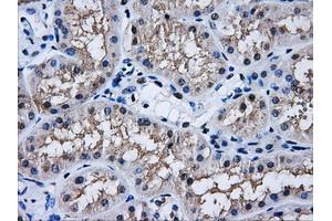 Immunohistochemistry (IHC) image for anti-Aldo-Keto Reductase Family 1, Member A1 (Aldehyde Reductase) (AKR1A1) antibody (ABIN1496542) (AKR1A1 Antikörper)
