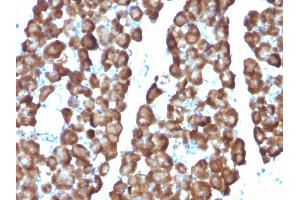 Formalin-fixed, paraffin-embedded Rat Pancreas stained with ODC1 Monoclonal Antibody (ODC1/487) (ODC1 Antikörper)
