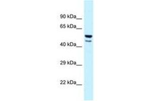 Image no. 1 for anti-Jun Proto-Oncogene (JUN) (AA 218-267) antibody (ABIN6747654) (C-JUN Antikörper  (AA 218-267))