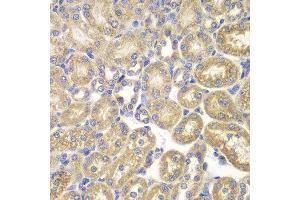 Immunohistochemistry of paraffin-embedded rat kidney using PSMD9 antibody. (PSMD9 Antikörper  (AA 1-223))