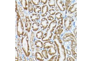 Immunohistochemistry of paraffin-embedded mouse kidney using eEF1 Rabbit pAb (7857) at dilution of 1:100 (40x lens). (eEF1A1 Antikörper  (AA 123-462))