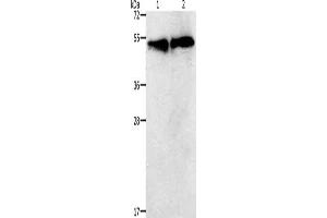 Gel: 12 % SDS-PAGE, Lysate: 30 μg, Lane 1-2: K562 cells, hela cells, Primary antibody: ABIN7192728(TACR2 Antibody) at dilution 1/400, Secondary antibody: Goat anti rabbit IgG at 1/8000 dilution, Exposure time: 30 seconds (TACR2 Antikörper)