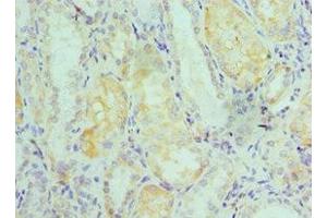 Immunohistochemistry of paraffin-embedded human kidney tissue using ABIN7151593 at dilution of 1:100 (TCEB2 Antikörper  (AA 1-118))