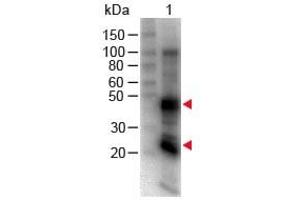 Lane 1: Rat IgG. (Ziege anti-Ratte IgG (Heavy & Light Chain) Antikörper (Biotin))