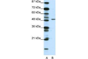 WB Suggested Anti-DPF2 Antibody Titration:  0. (DPF2 Antikörper  (N-Term))