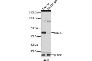 Western blot analysis of extracts from normal (control) and NUCB1 knockout (KO) 293T cells using NUCB1 Polyclonal Antibody at dilution of 1:3000. (Nucleobindin 1 Antikörper)
