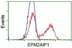 HEK293T cells transfected with either RC209239 overexpress plasmid (Red) or empty vector control plasmid (Blue) were immunostained by anti-EPM2AIP1 antibody (ABIN2452998), and then analyzed by flow cytometry. (EPM2AIP1 Antikörper)