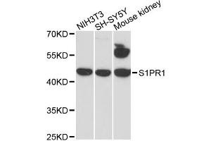 Western blot analysis of extracts of various cell lines, using S1PR1 antibody. (S1PR1 Antikörper)