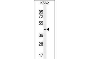 TBPL2 Antibody (N-term) (ABIN656105 and ABIN2845447) western blot analysis in K562 cell line lysates (35 μg/lane). (Tbpl2 Antikörper  (N-Term))