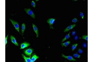 Immunofluorescence (IF) image for anti-Gap Junction Protein, beta 5, 31,1kDa (GJB5) (AA 211-273) antibody (ABIN7153621)