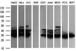 Image no. 1 for anti-Fetal and Adult Testis Expressed 1 (FATE1) antibody (ABIN1498225) (FATE1 Antikörper)