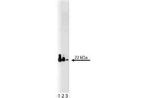 Western blot analysis of CDC42 on rat brain lysate.