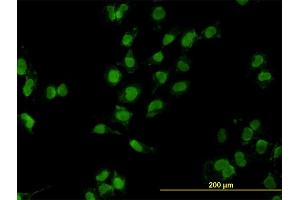 Immunofluorescence (IF) image for anti-Mesenchyme Homeobox 2 (MEOX2) (AA 1-303) antibody (ABIN561806)