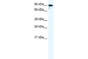 GRIK2 antibody used at 0. (GRIK2 Antikörper  (C-Term))
