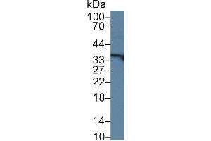 Western Blotting (WB) image for anti-Regucalcin (RGN) (AA 65-299) antibody (ABIN7440923)