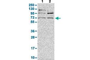 Western Blot analysis with LY9 polyclonal antibody . (LY9 Antikörper  (AA 477-561))