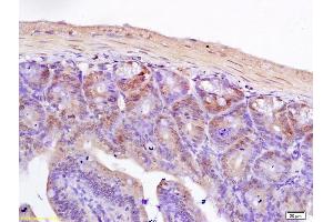 Formalin-fixed and paraffin embedded rat ileum labeled with Anti-TCF7L2 Polyclonal Antibody, Unconjugated (ABIN674349) followed by conjugation to the secondary antibody and DAB staining (TCF7L2 Antikörper  (AA 401-550))