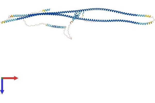 GOLGA1 Protein (AA 1-758) (His tag)