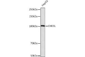 Western blot analysis of extracts of HepG2 cells, using CHD1L Rabbit mAb (ABIN7266361) at 1:1000 dilution. (CHD1L Antikörper)