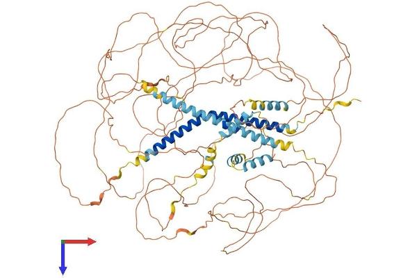 MAML1 Protein (AA 1-1020) (His tag)