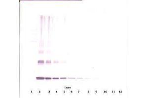 Image no. 3 for anti-Interleukin 10 (IL10) antibody (ABIN465277) (IL-10 Antikörper)