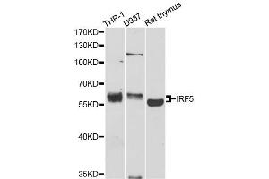 Western blot analysis of extracts of various cell lines, using IRF5 antibody (ABIN1873273) at 1:1000 dilution.