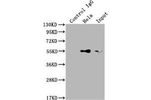 Western Blotting (WB) image for anti-TNF Receptor-Associated Factor 2 (TRAF2) antibody (ABIN7127853)