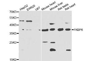 Western blot analysis of extracts of various cell lines, using FKBP6 antibody. (FKBP6 Antikörper  (AA 1-327))