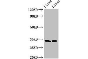 Western Blot Positive WB detected in: Rat liver tissue, Mouse liver tissue All lanes: RGN antibody at 3 μg/mL Secondary Goat polyclonal to rabbit IgG at 1/50000 dilution Predicted band size: 34, 25 kDa Observed band size: 34 kDa (Regucalcin Antikörper  (AA 1-299))