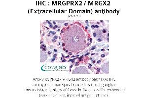 Image no. 1 for anti-G Protein-Coupled Receptor MRGX2 (MRGPRX2) (3rd Extracellular Domain) antibody (ABIN1737074) (MRGPRX2 Antikörper  (3rd Extracellular Domain))