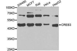 Western blot analysis of extracts of various cell lines, using CREB3 antibody. (CREB3 Antikörper)