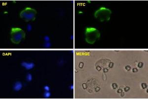 U-2 OS cells were stained with MCAM-FITC labeled monoclonal antibody (Green). (MCAM Antikörper  (AA 1-646))
