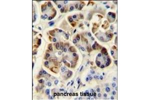 KCNJ6 Antibody (Center) (ABIN652033 and ABIN2840507) immunohistochemistry analysis in formalin fixed and paraffin embedded human pancreas tissue followed by peroxidase conjugation of the secondary antibody and DAB staining.